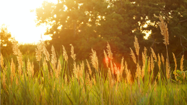 Meadow on summer day