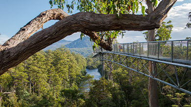 bridge nature