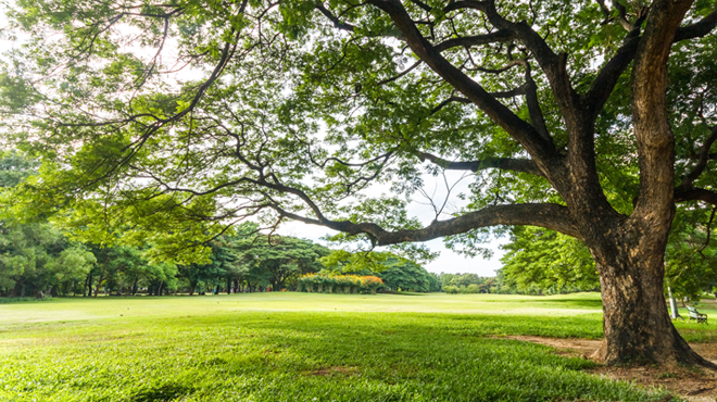 Green field with giant tree banner