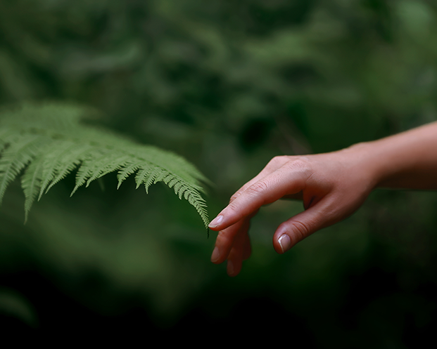 womans-hand-fern-leaf-man-nature