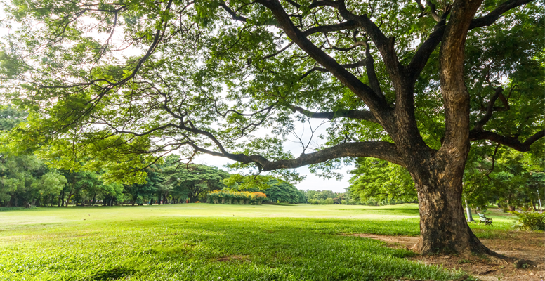 Man survey tree